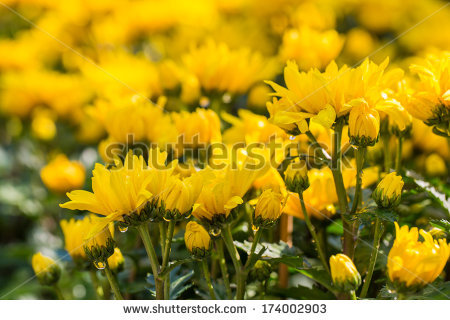 Chrysanthemum aphrodite